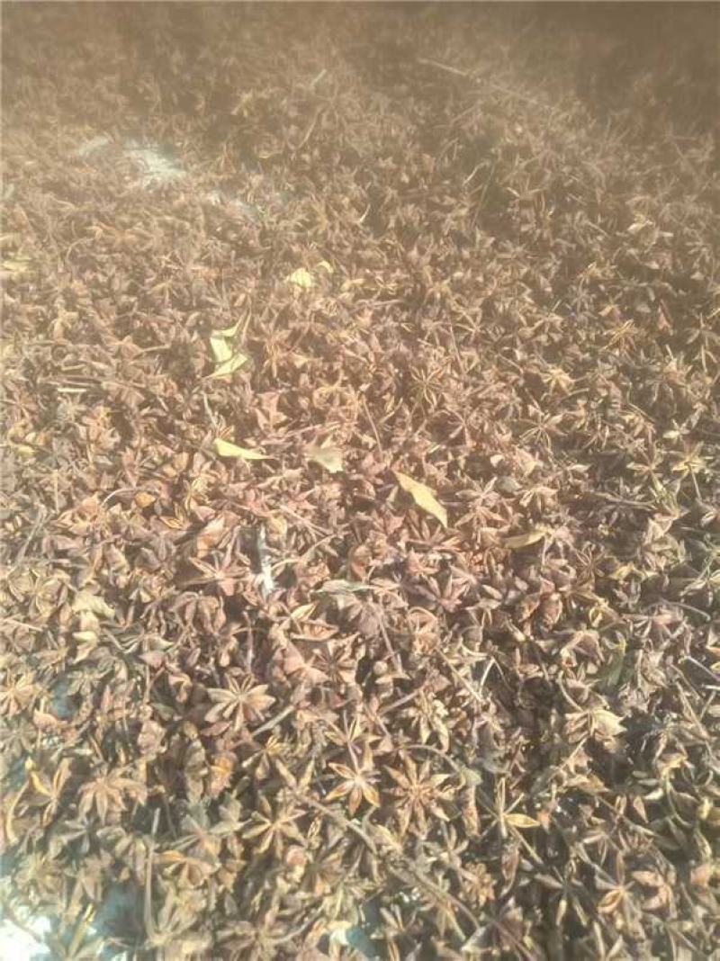 广西百色大红八角产地直发货源充足量大价优欢迎随时联系