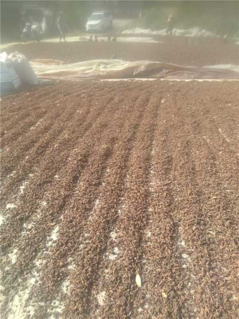 广西百色春花八角产地货源充足量大价优欢迎随时联系