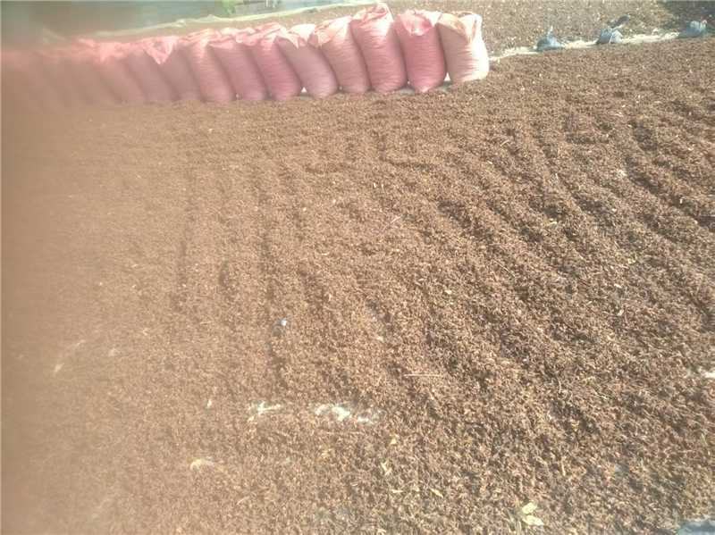 广西百色春花八角产地货源充足量大价优欢迎随时联系