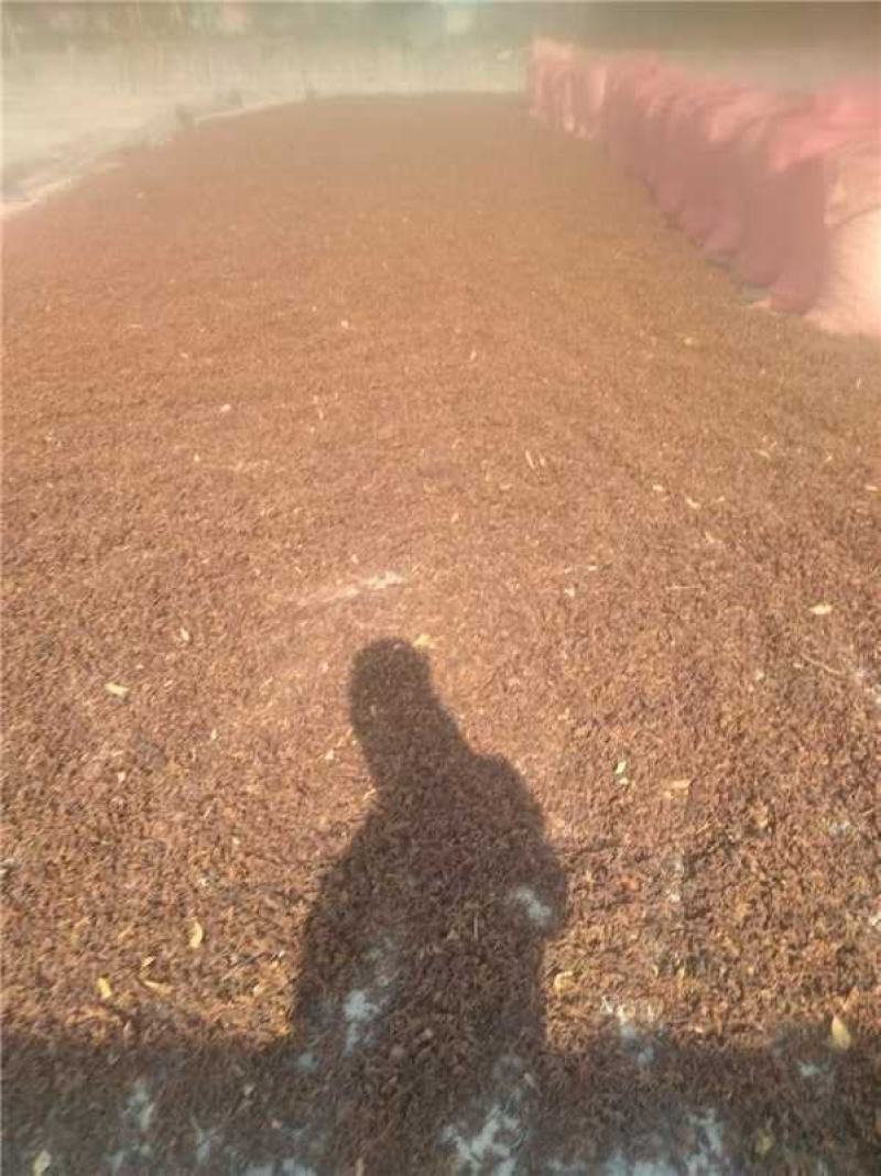 广西百色春花八角产地货源充足量大价优欢迎随时联系