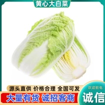 山东黄心白菜新鲜现采产地直供批发物流直达量大价优食堂工