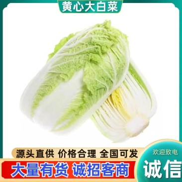 山东黄心白菜新鲜现采产地直供批发物流直达量大价优食堂工