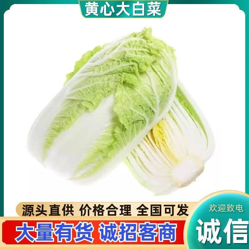 山东黄心白菜新鲜现采产地直供批发物流直达量大价优食堂工