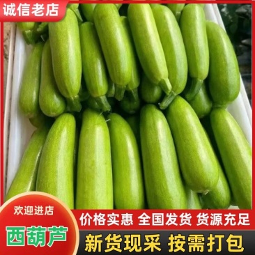 山东鲜嫩西葫芦角瓜产地直供批发量大价优电商商超食堂**