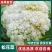 山东新鲜白面青梗松花菜散花菜现砍产地直供批发量大耐储运