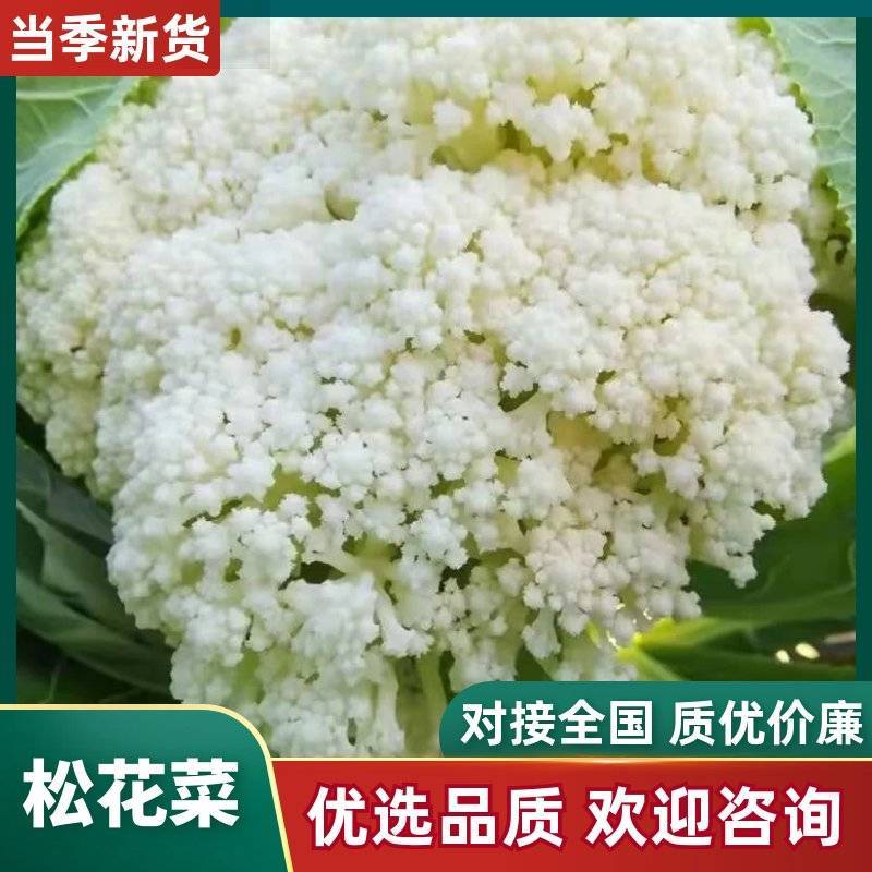 山东新鲜白面青梗松花菜散花菜现砍产地直供批发量大耐储运