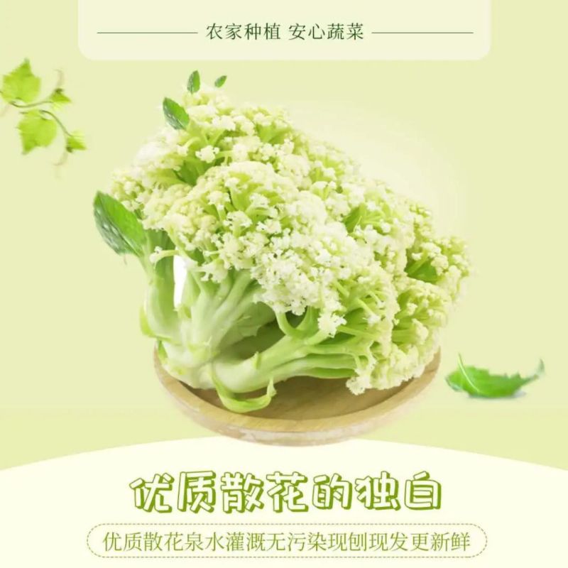 山东新鲜白面青梗松花菜散花菜现砍产地直供批发量大耐储运