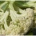 山东新鲜白面青梗松花菜散花菜现砍产地直供批发量大耐储运