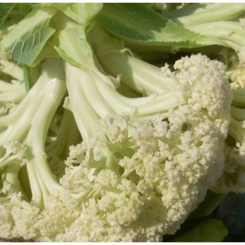 山东新鲜白面青梗松花菜散花菜现砍产地直供批发量大耐储运