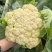 山东新鲜白面青梗松花菜散花菜现砍产地直供批发量大耐储运