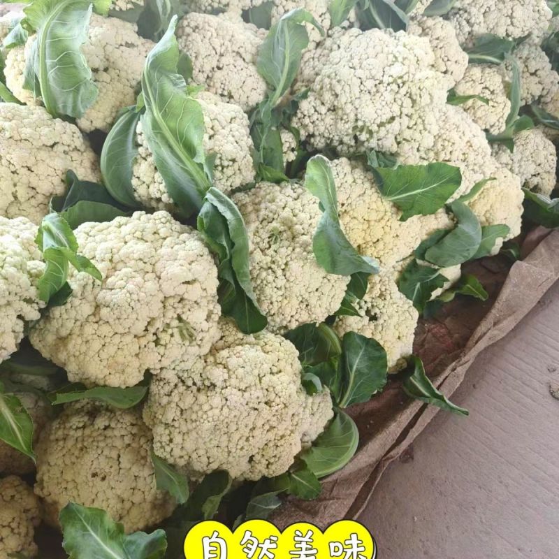 山东新鲜白面青梗松花菜散花菜现砍产地直供批发量大耐储运