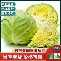 山东大棚软甘蓝宣包菜新鲜现摘产地直供批发量大耐储运价优