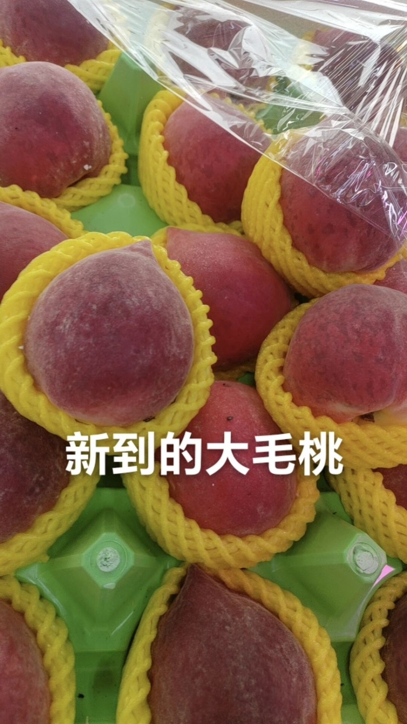 毛桃特早红红不软突围春雪春蜜多种桃子
