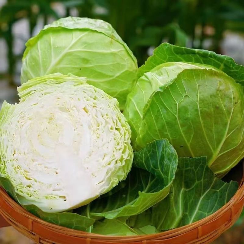山东大棚软甘蓝宣包菜新鲜现摘产地直供批发量大耐储运价优