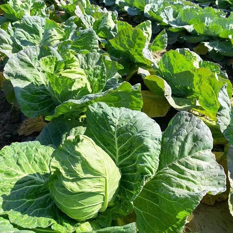 山东大棚软甘蓝宣包菜新鲜现摘产地直供批发量大耐储运价优