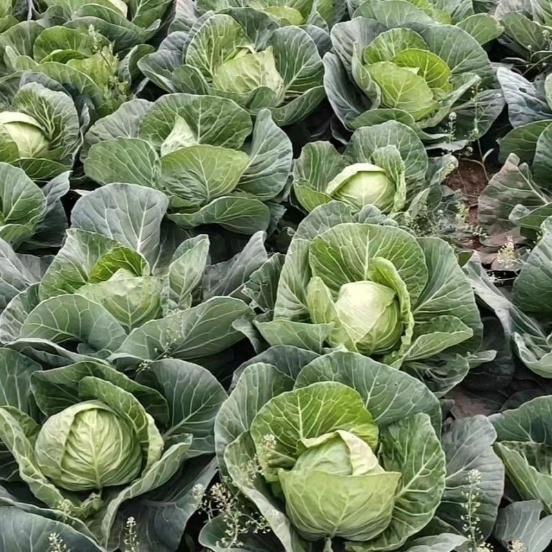 山东大棚软甘蓝宣包菜新鲜现摘产地直供批发量大耐储运价优