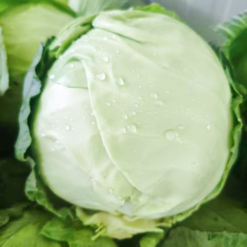 山东大棚软甘蓝宣包菜新鲜现摘产地直供批发量大耐储运价优