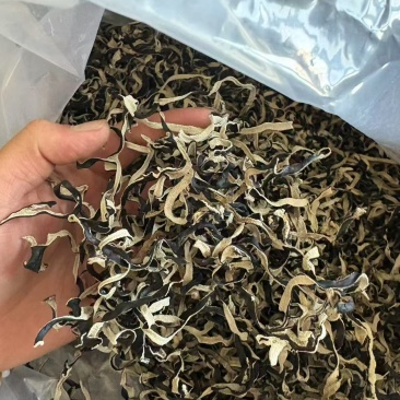 白背毛木耳，切丝，原货，头茬，二茬，三茬，小秋菜
