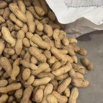精选富硒黑花生安徽花生带壳干花生基地直发价格实惠欢迎老板联系