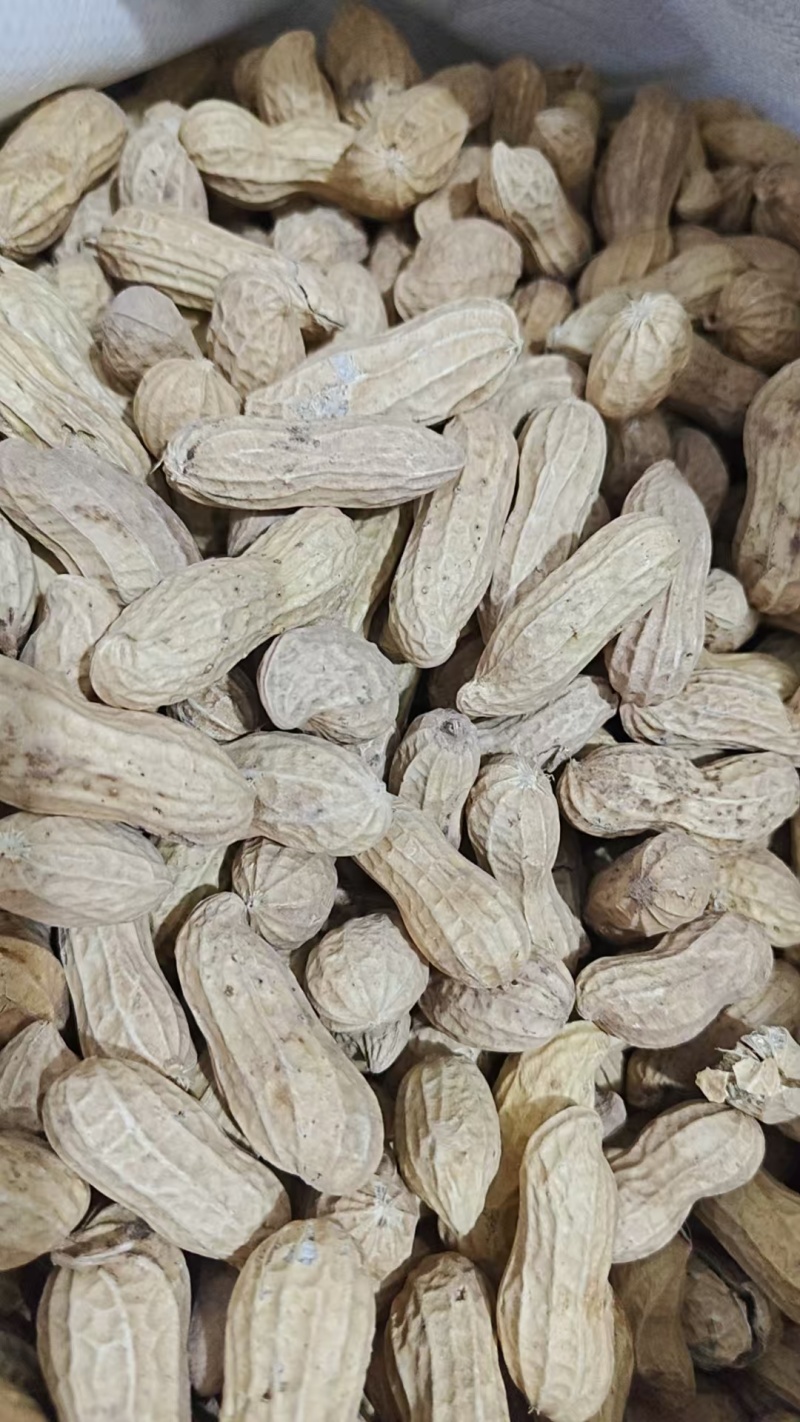 精选富硒黑花生安徽花生带壳干花生基地直发价格实惠欢迎老板联系