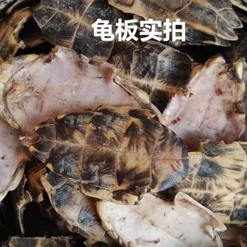 龟板正品生龟板个大壳厚龟板龟甲中华草龟底板生批发零售