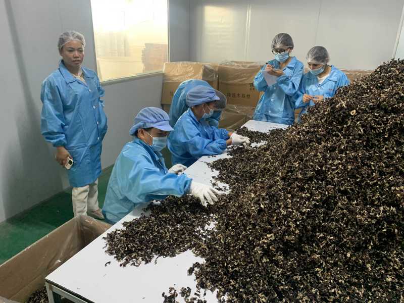 白背毛木耳，切丝，原货，头茬，二茬，三茬，小秋菜