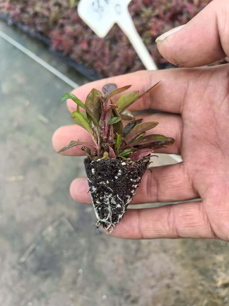 五色草