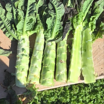 莴笋品质优，价格合适，耐运输