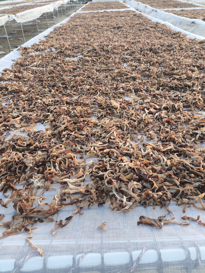 白背毛木耳，切丝，原货，头茬，二茬，三茬，小秋菜