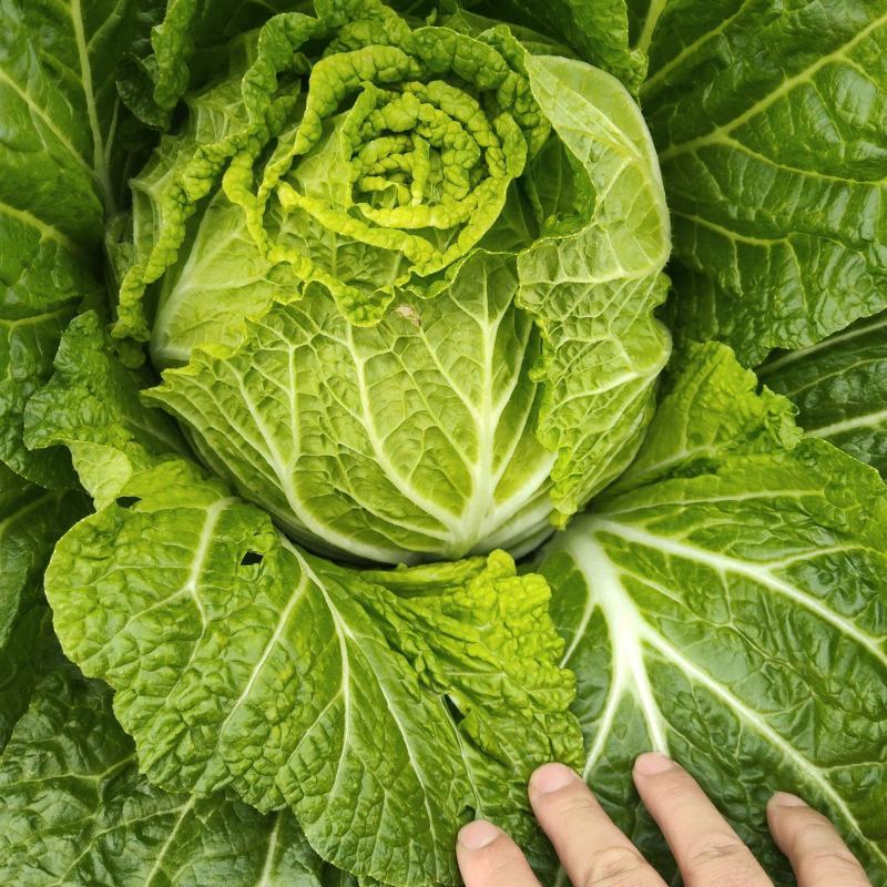 河南新野黄心大白菜