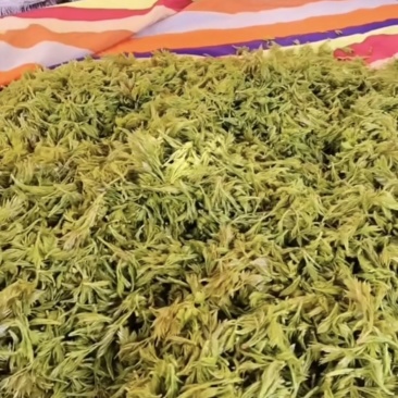 莓茶自家承包出售，价格可聊，需要的联系