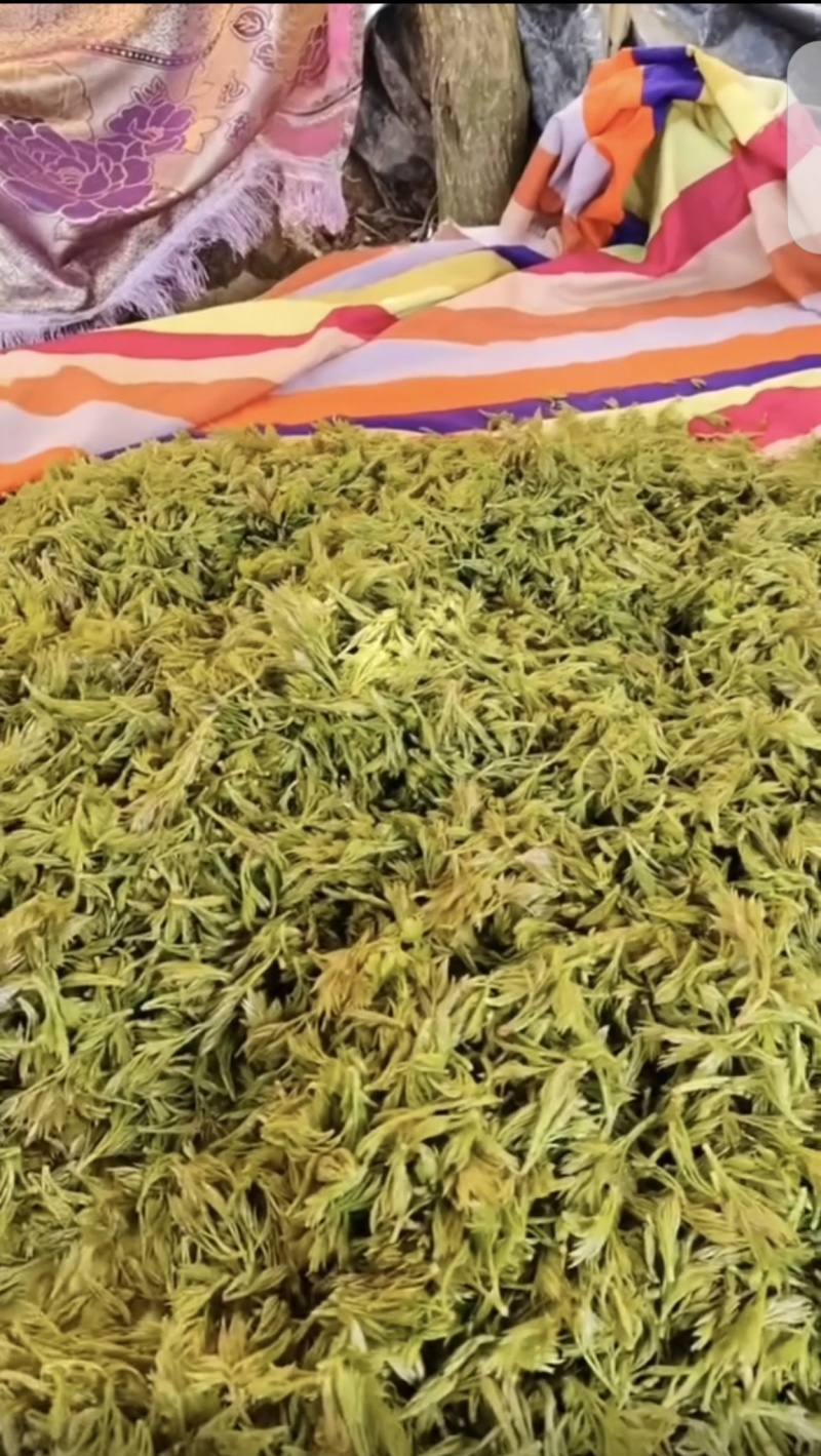 莓茶自家承包出售，价格可聊，需要的联系