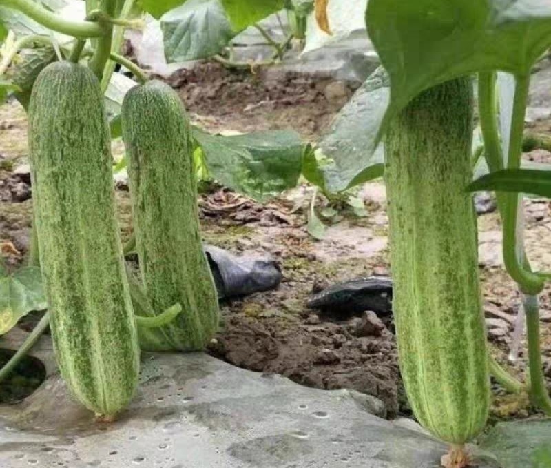 旱地黄瓜，湖北旱地黄瓜，产地直发，大量出货，诚信经营