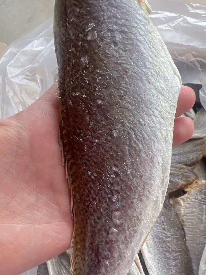 三牙鱼干地摊电商批发三牙鱼干三齿鱼干干鱼