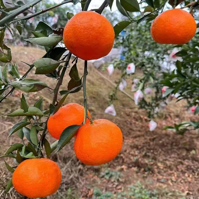明日见