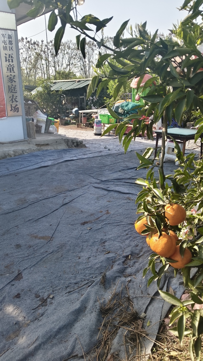 明日见