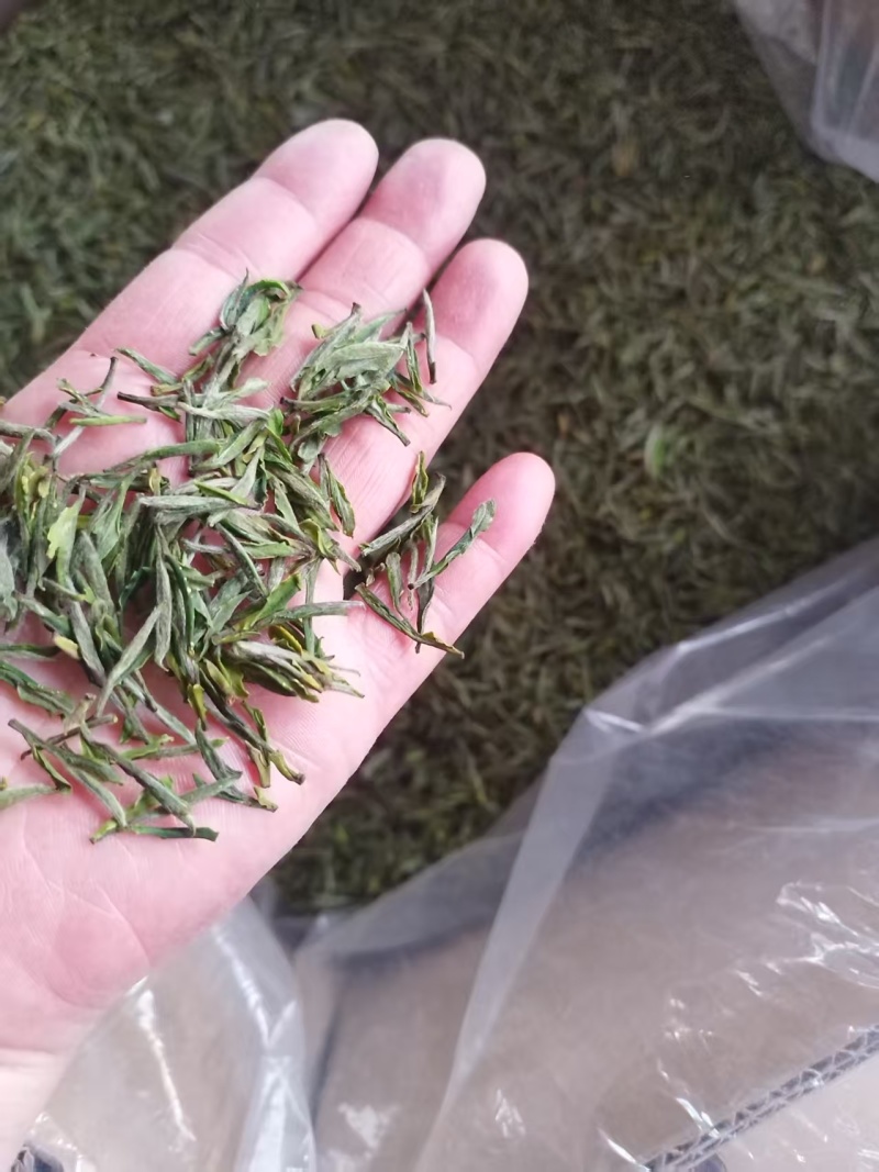 明前茶岳西翠兰