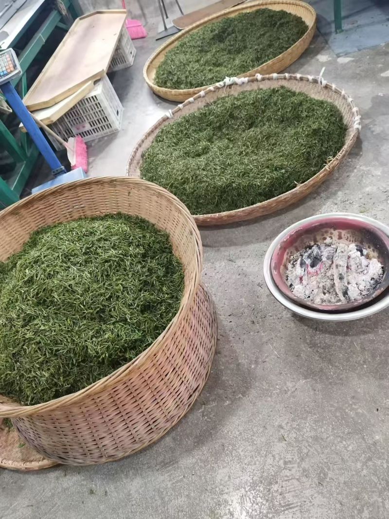 明前茶岳西翠兰