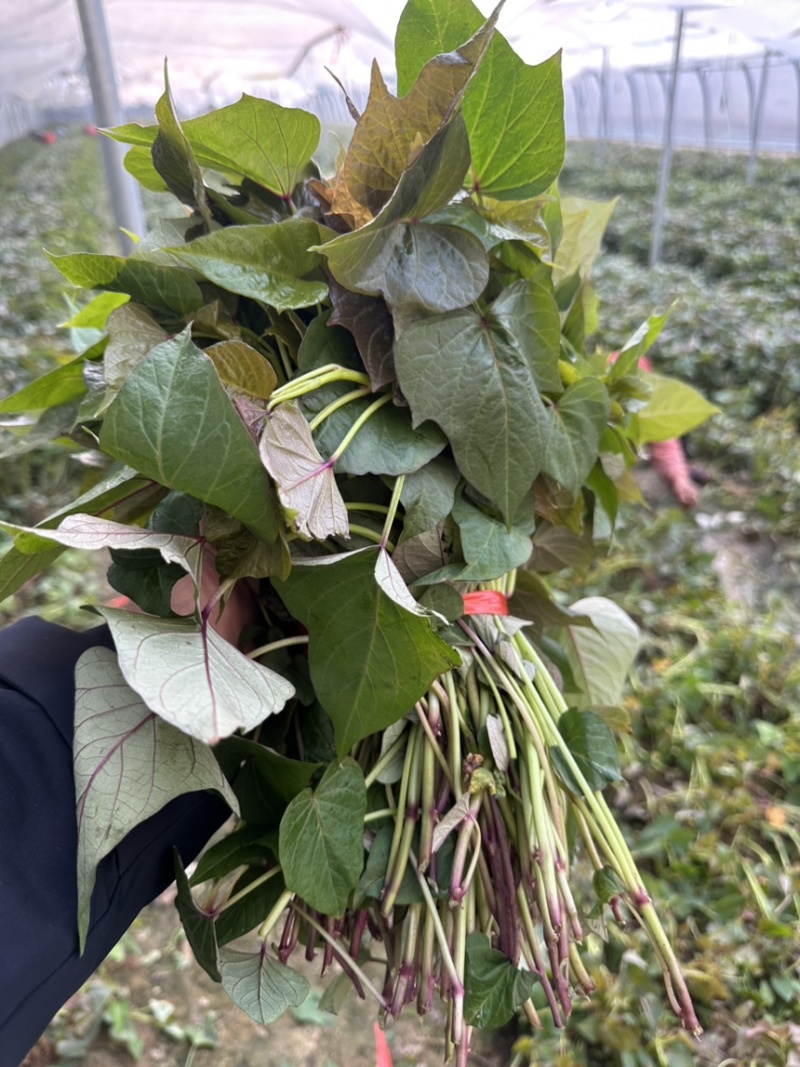 哈蜜红薯高剪苗，慧谷种薯粉红皮