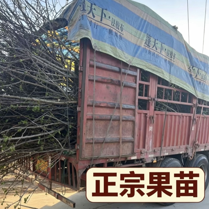 大五棱山楂树苗4-6年苗自家基地现挖现发保定产地批发