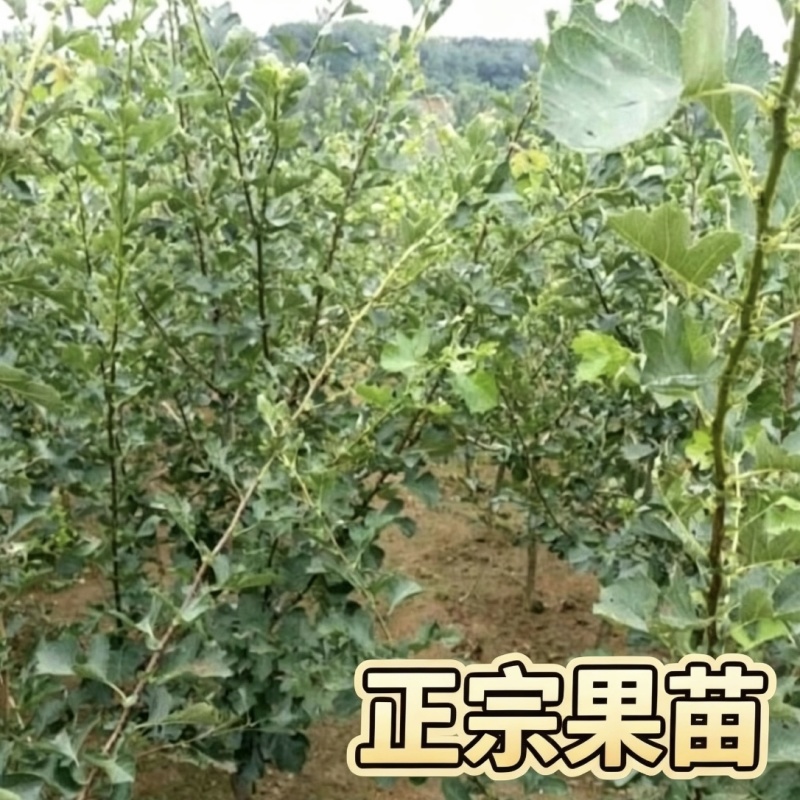 大五棱山楂树苗4-6年苗自家基地现挖现发保定产地批发