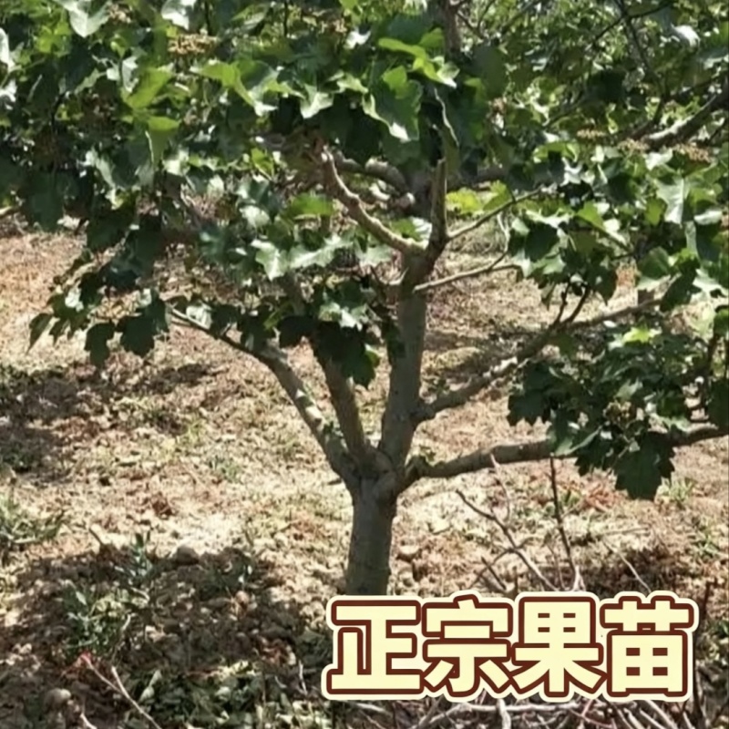 大五棱山楂树苗4-6年苗自家基地现挖现发保定产地批发