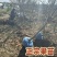大五棱山楂树苗4-6年苗自家基地现挖现发保定产地批发