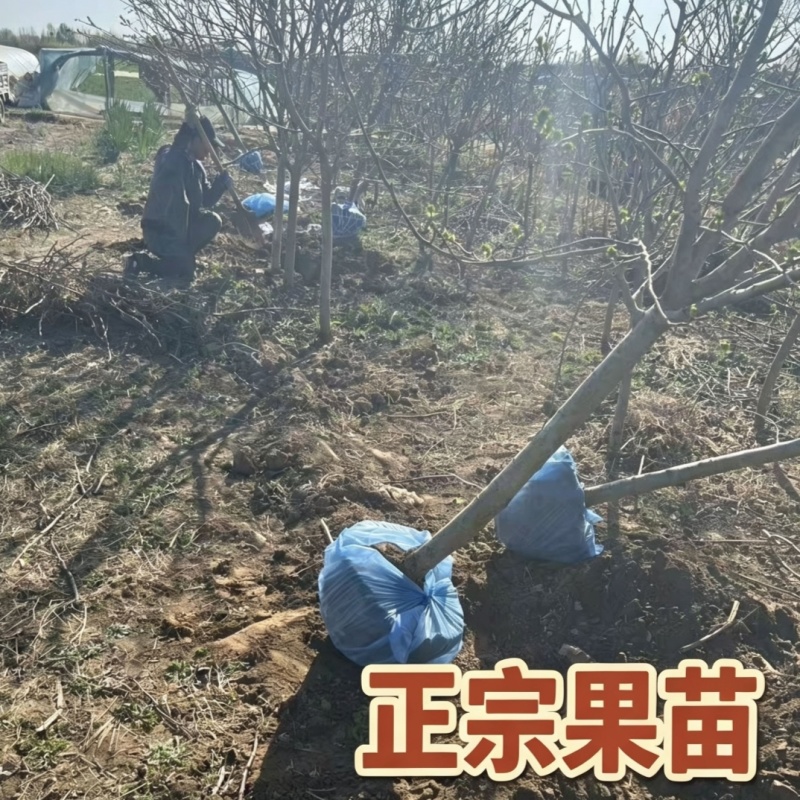 大五棱山楂树苗4-6年苗自家基地现挖现发保定产地批发