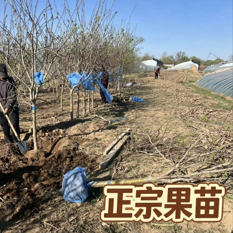 大五棱山楂树苗4-6年苗自家基地现挖现发保定产地批发
