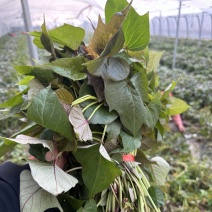 慧谷哈蜜红薯高剪苗，苗非常粗壮专业育苗10年