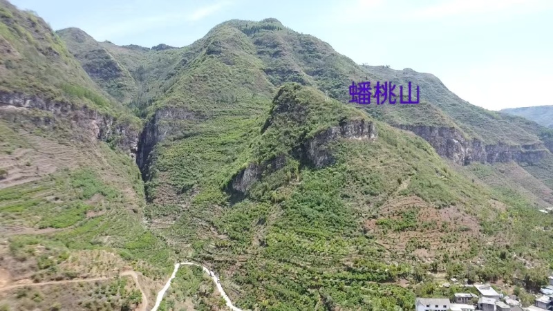 九洞天十万亩樱桃基地，我们村的樱桃基地开园了！