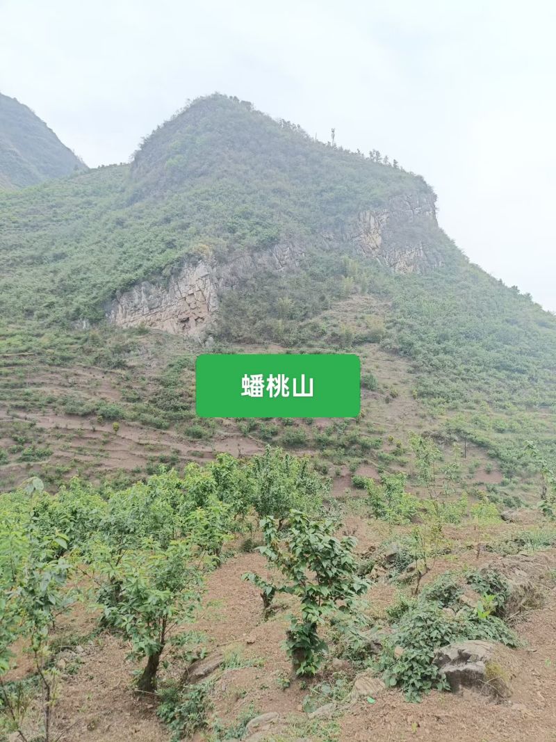 九洞天十万亩樱桃基地，我们村的樱桃基地开园了！