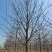 娜塔栎