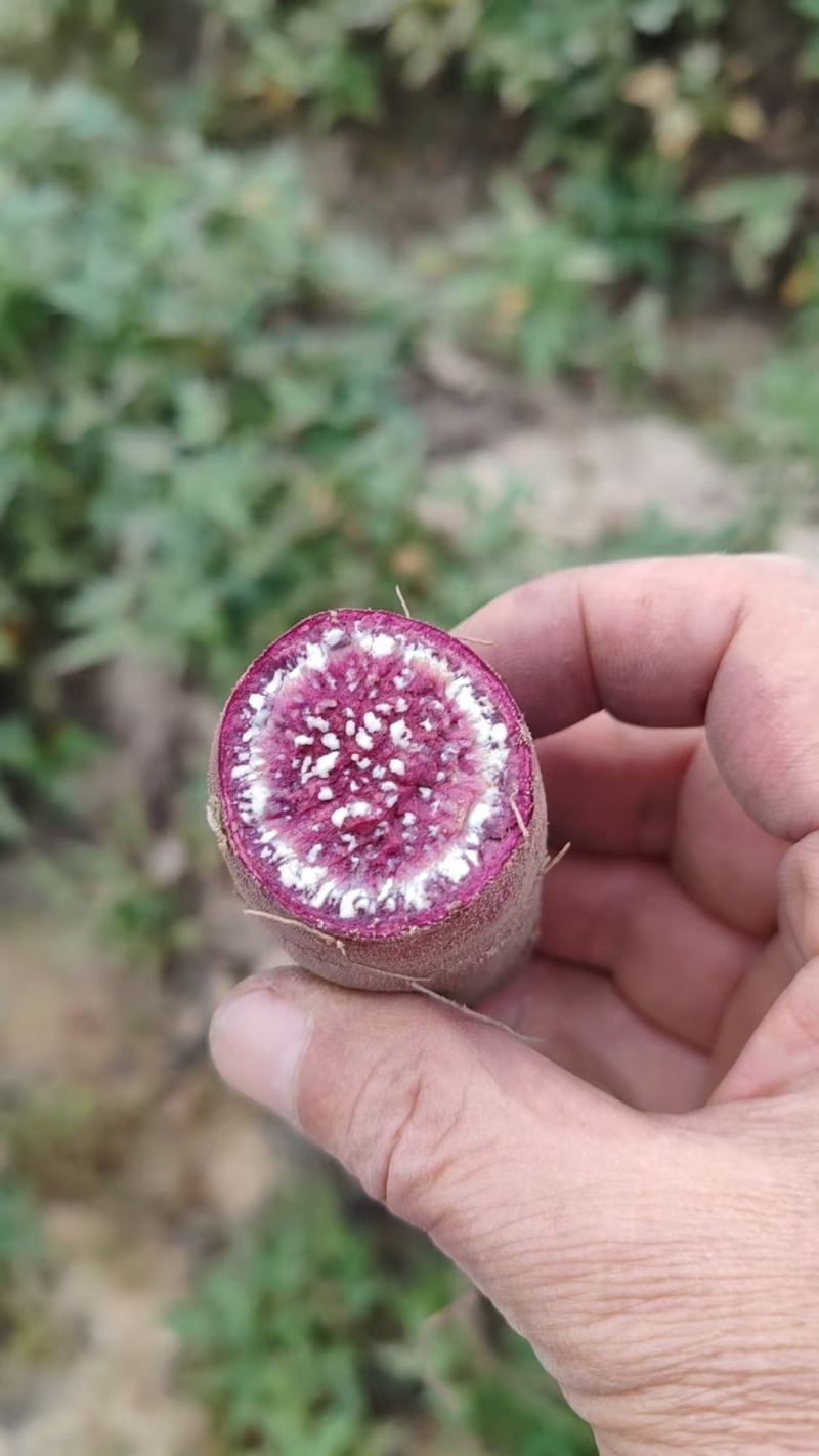 陆丰潭西货紫萝兰。沙地长条没虫眼。七·八月种的瓜。
